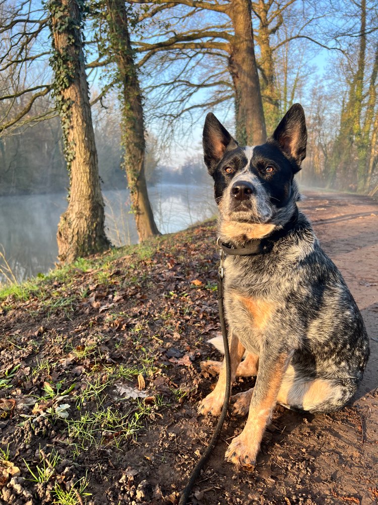 Hundetreffen-Hundetreffen in Mühlacker – Kennenlernen & Spielen-Profilbild