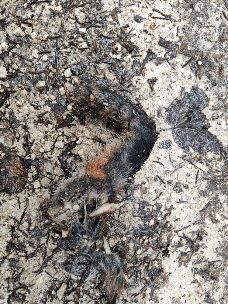 Giftköder-Fuchskadaver-Profilbild