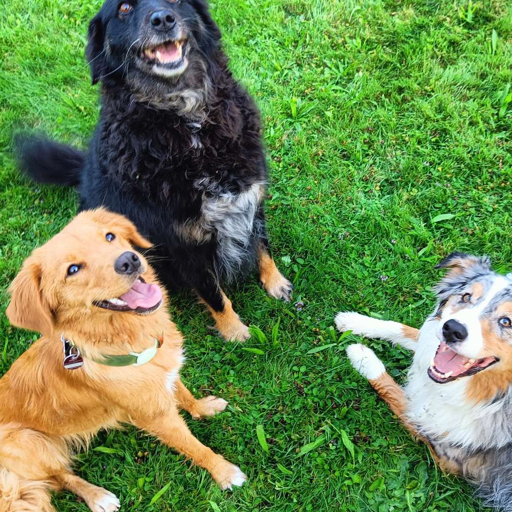 Hundetreffen-Social Walk / Trainingsspaziergang-Profilbild