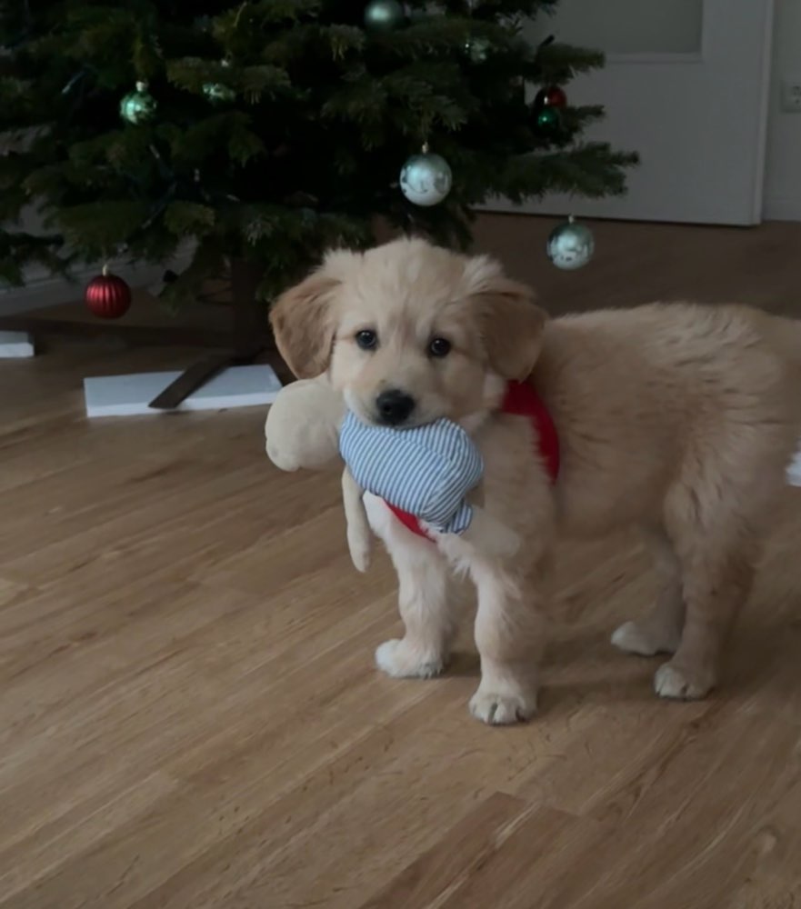 Hundetreffen-Hundetreffen-Profilbild