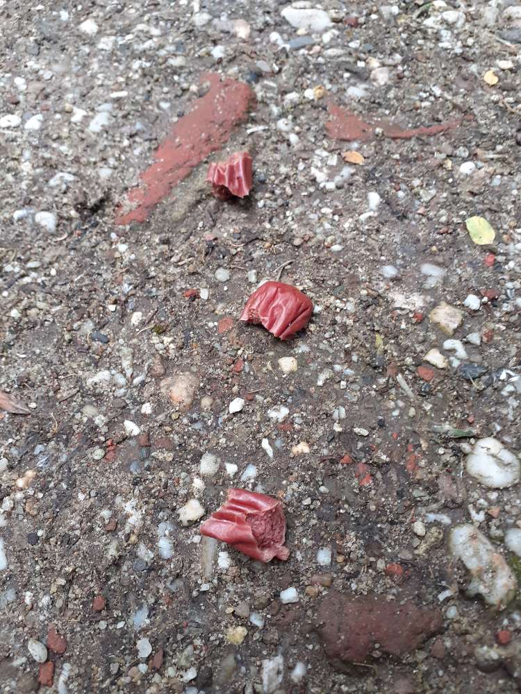 Giftköder-Möglicher Giftköder-Profilbild