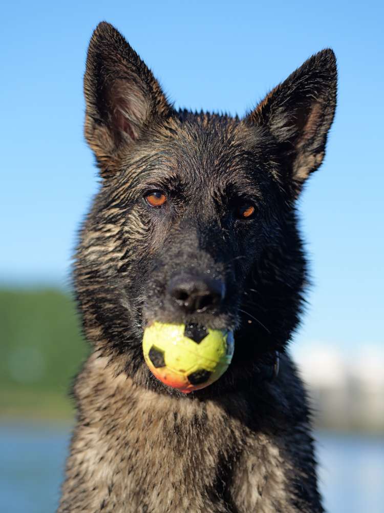 Hundetreffen-Luna sucht Spielgefährten-Profilbild