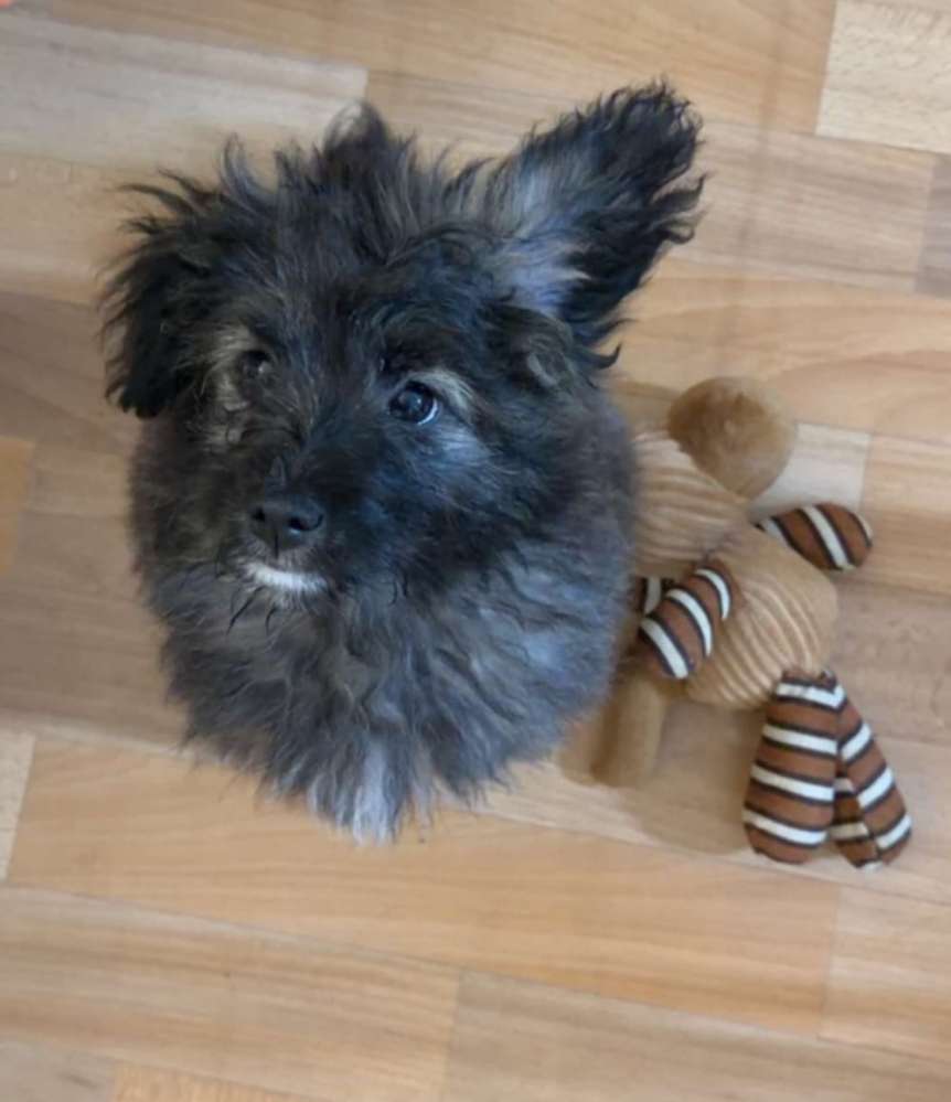 Hundetreffen-Welpentreffen-Profilbild