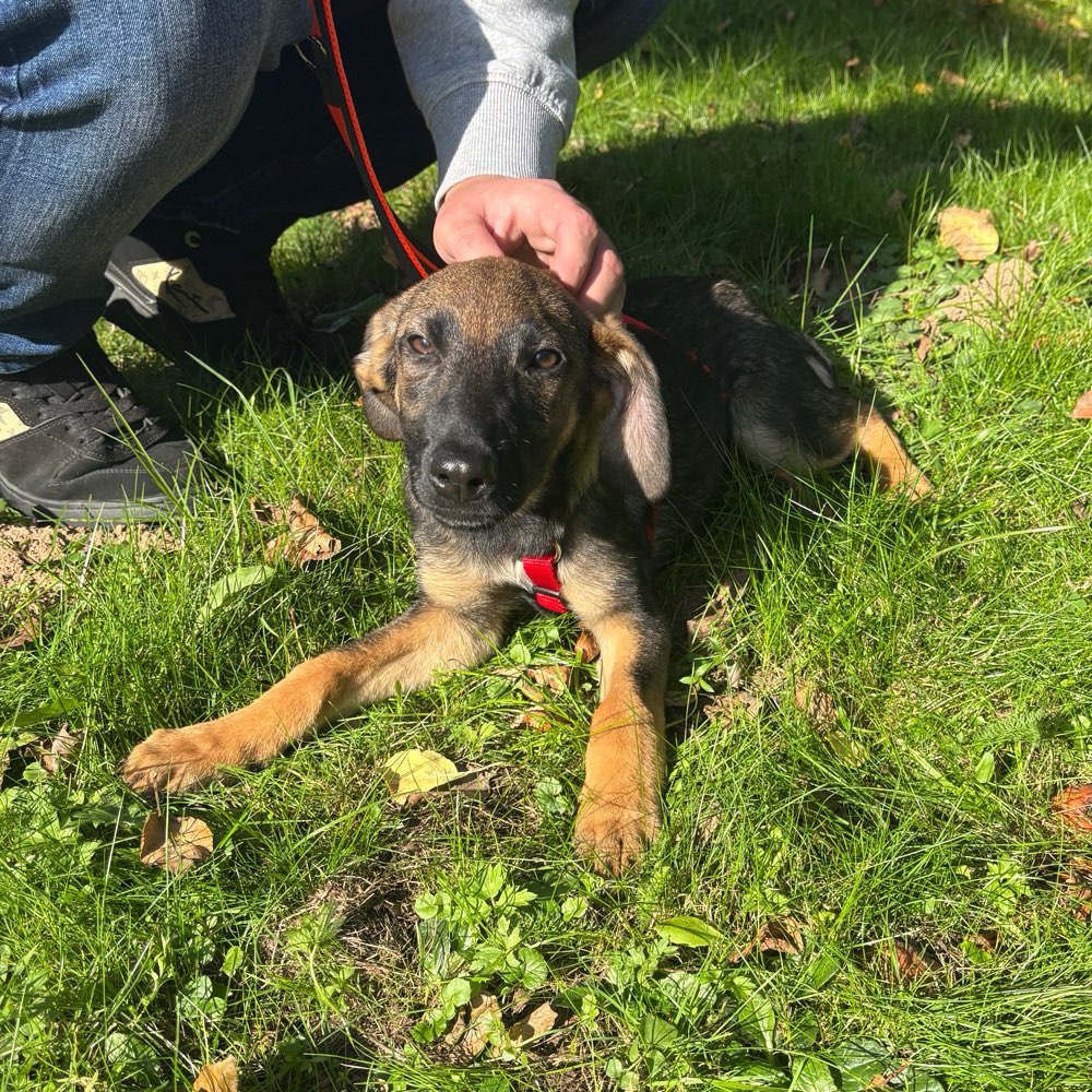 Hundetreffen-Spielrunde-Profilbild