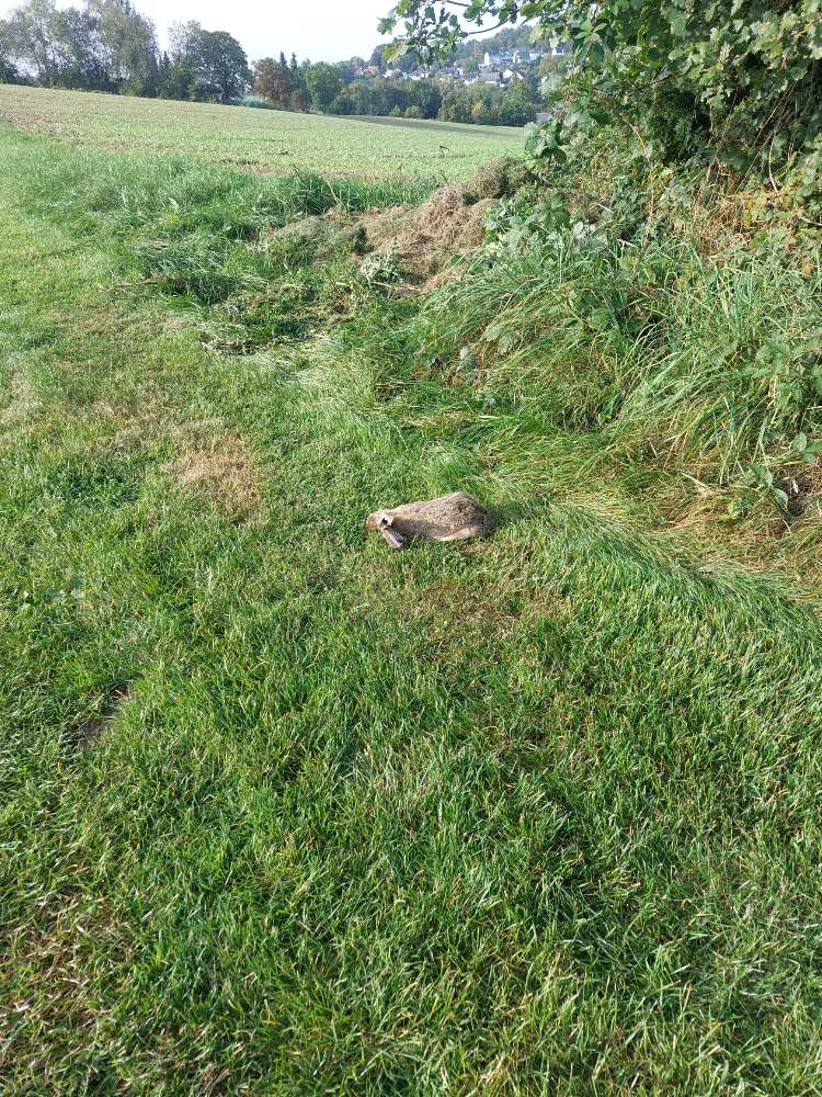 Giftköder-Totes Kaninchen-Profilbild