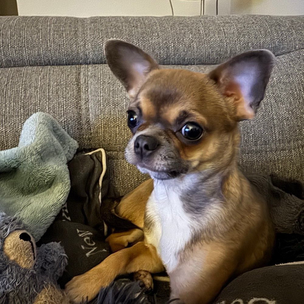 Hundetreffen-Jung Hund sucht sozialen Kontakt-Profilbild