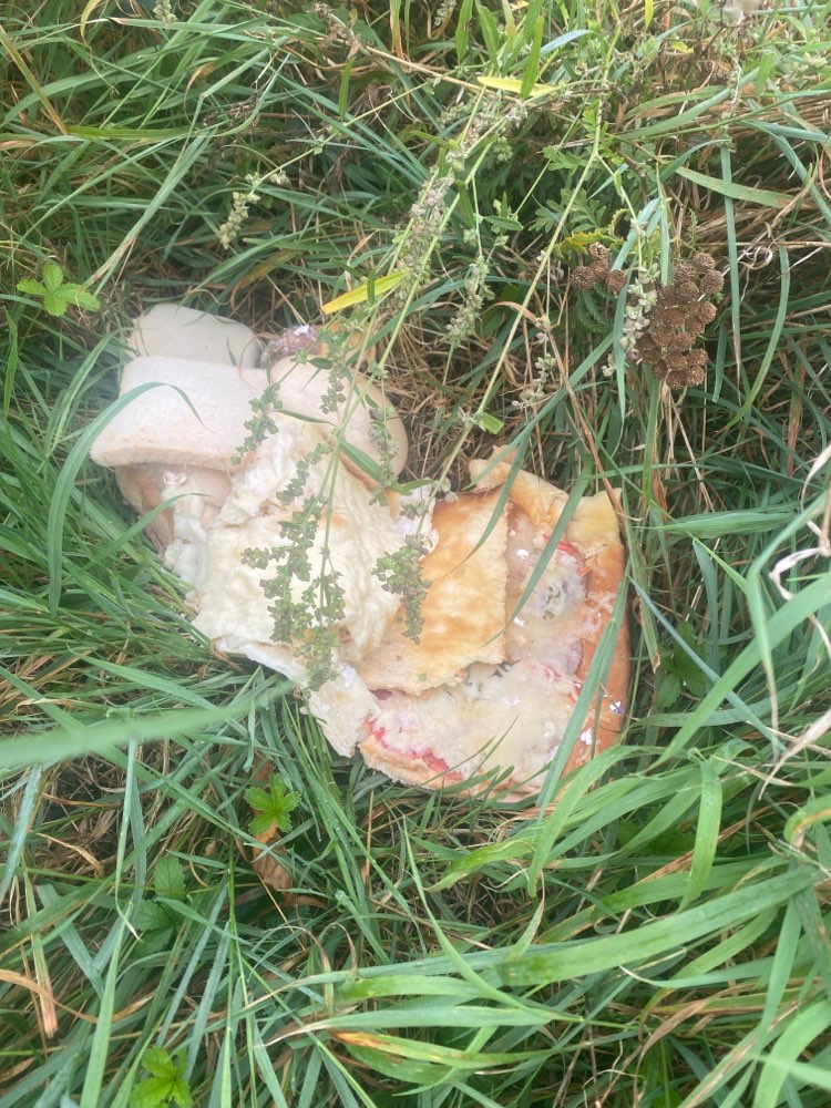 Giftköder-Giftköder-Profilbild