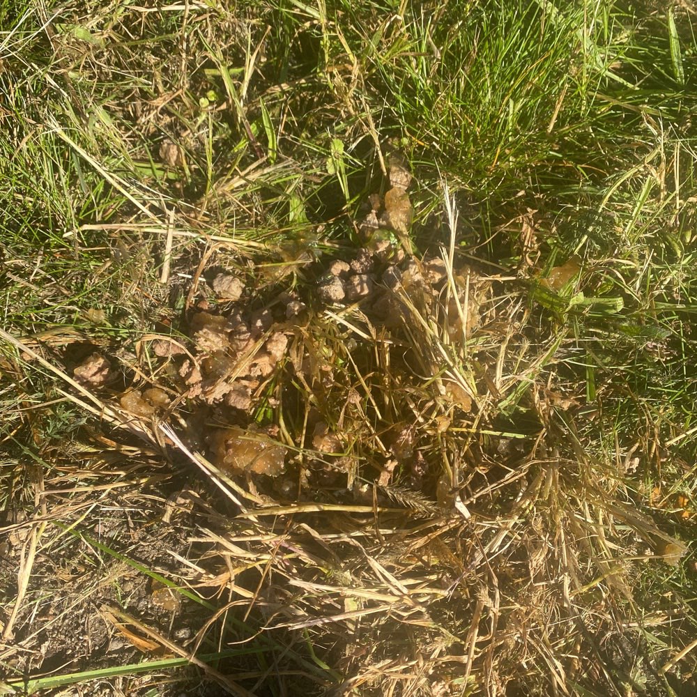 Giftköder-Katzenfutter verstreut-Profilbild