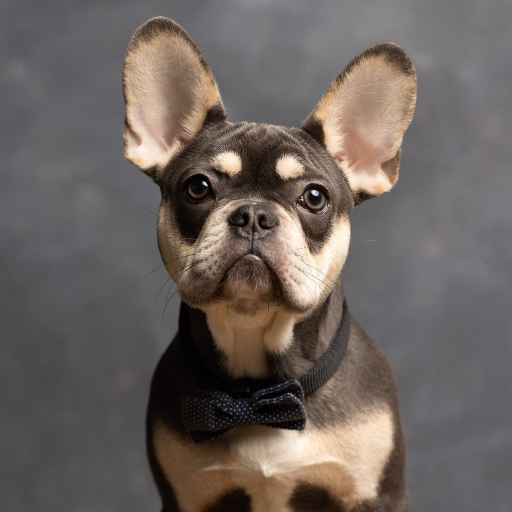 Hundetreffen-Gassi und Spielen / Neue "Freunde" gesucht-Profilbild