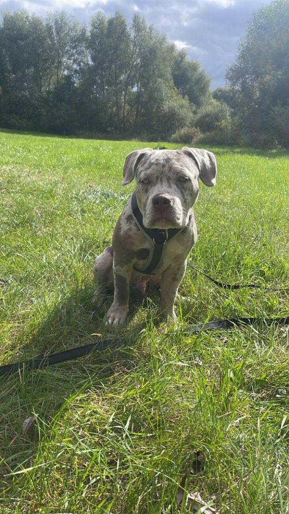 Hundetreffen-Wir suchen Hundefreunde für ein kontrolliertes Spiel-Profilbild