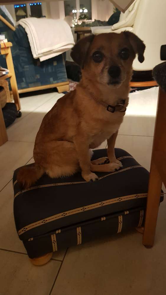 Hundetreffen-Gassigänge-Profilbild