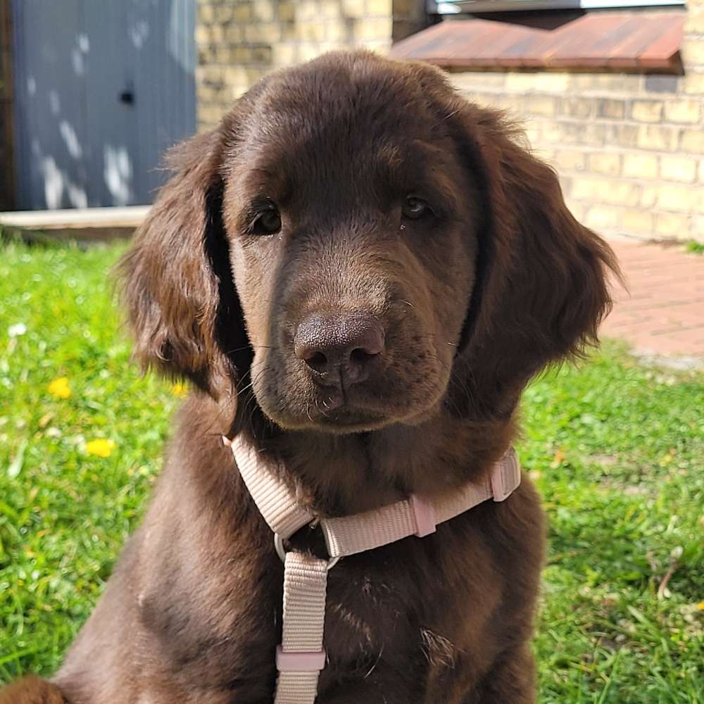 Hundetreffen-Welpenkontakt-Profilbild