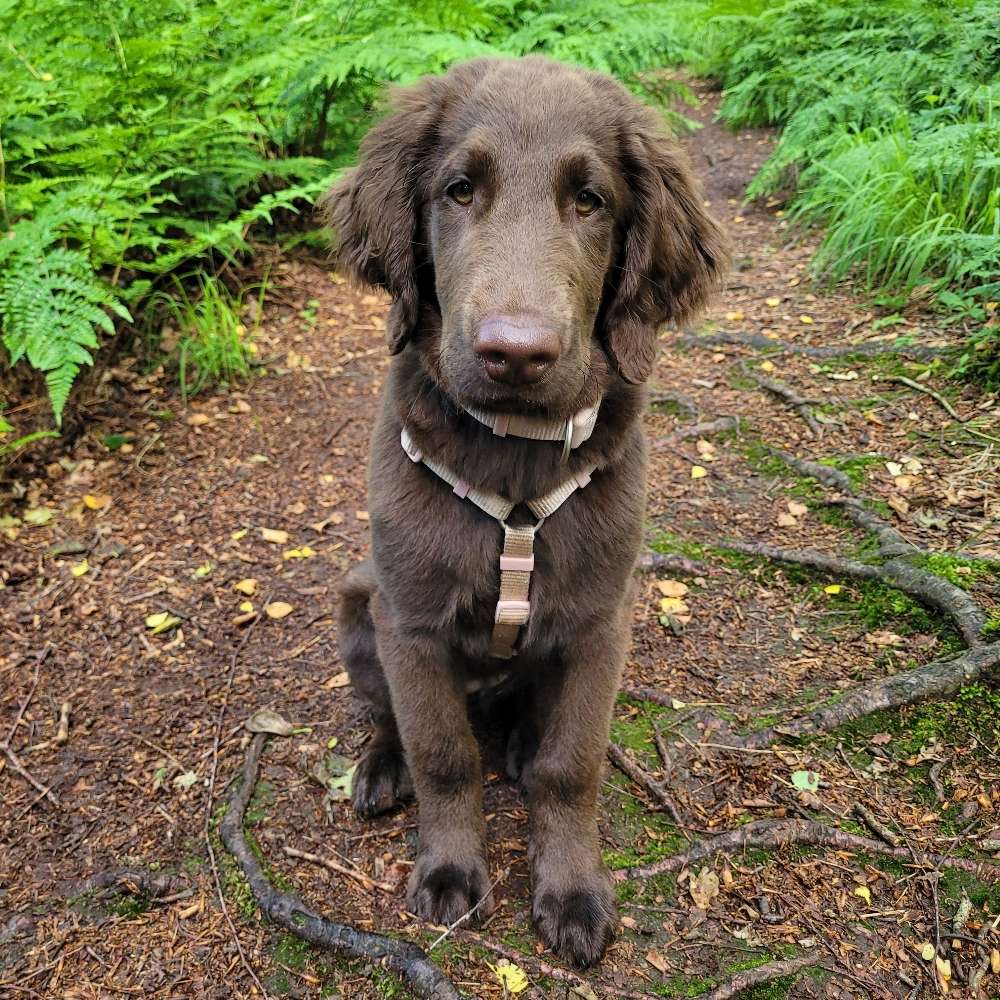 Hundetreffen-Spazieren und Spielen-Profilbild