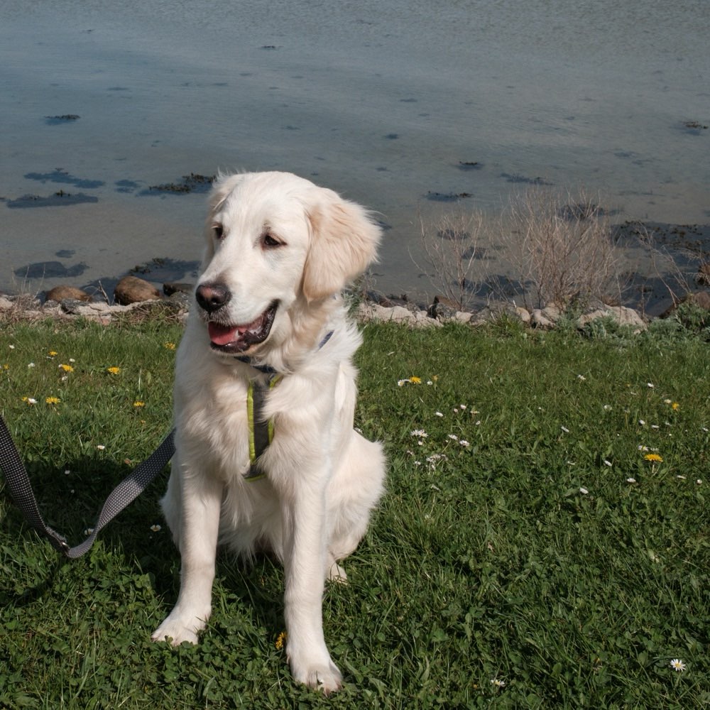 Hundetreffen-Spiel / Gassirunde-Profilbild