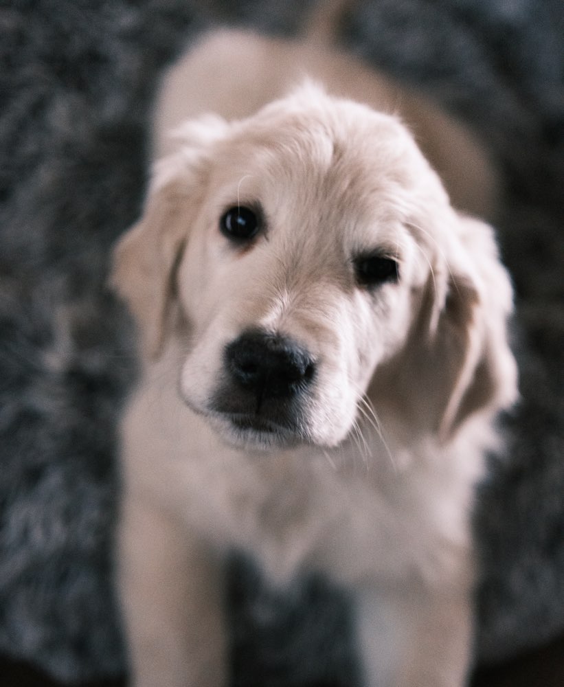 Hundetreffen-Welpen / Junghund Spielkamerad-Profilbild