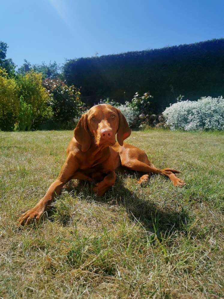 Hundetreffen-Gemeinsame Gassi/Spiel/ Trainingsrunde-Profilbild