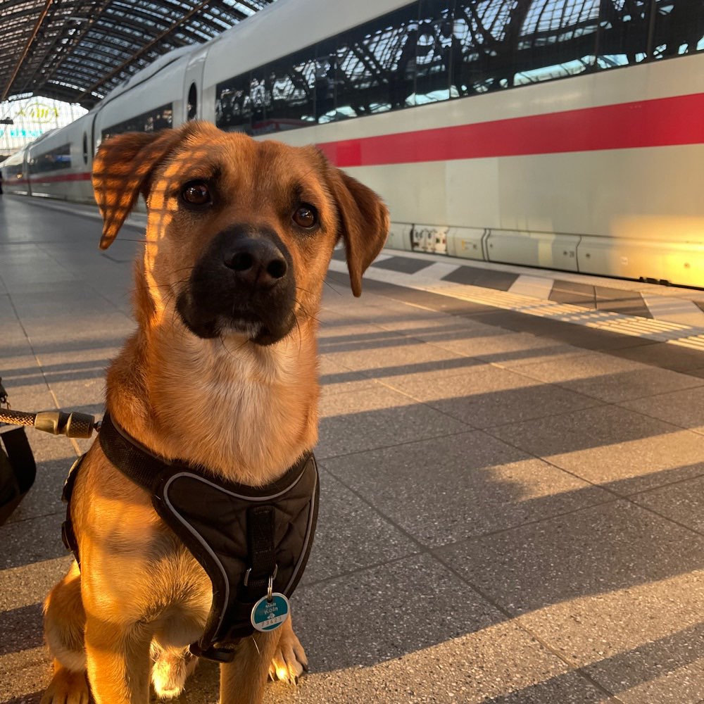 Hundetreffen-Spielfreunde gesucht!-Profilbild