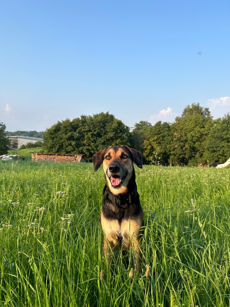 Hundetreffen-Gemeinsames Gassi gehen 🐶-Profilbild