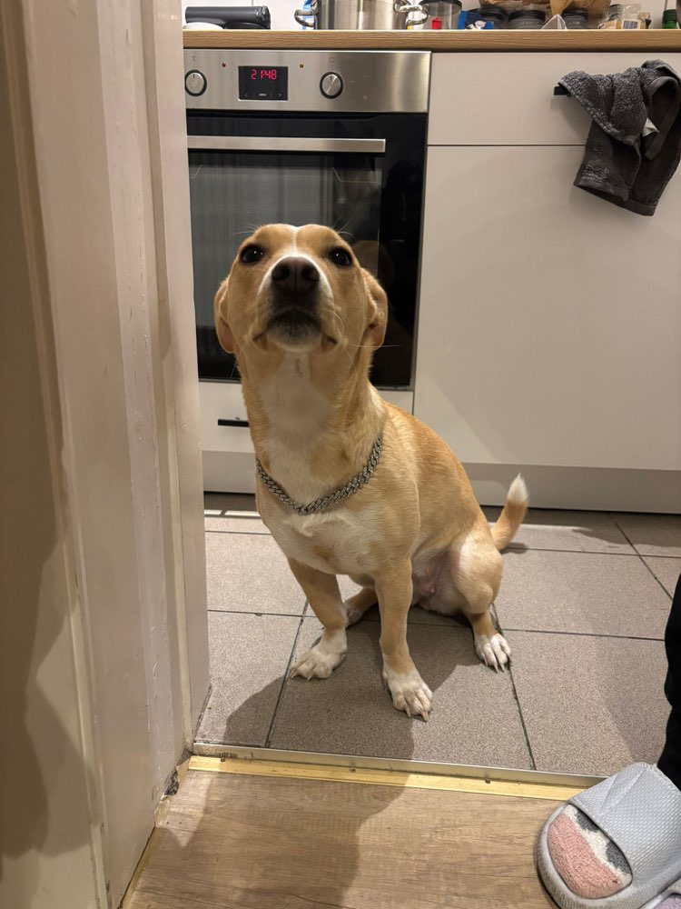 Hundetreffen-Gassi / Spiel Partner gesucht-Profilbild