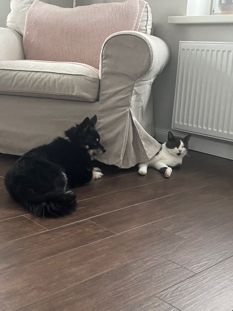 Hundetreffen-Spielen/Gassi gehen-Profilbild