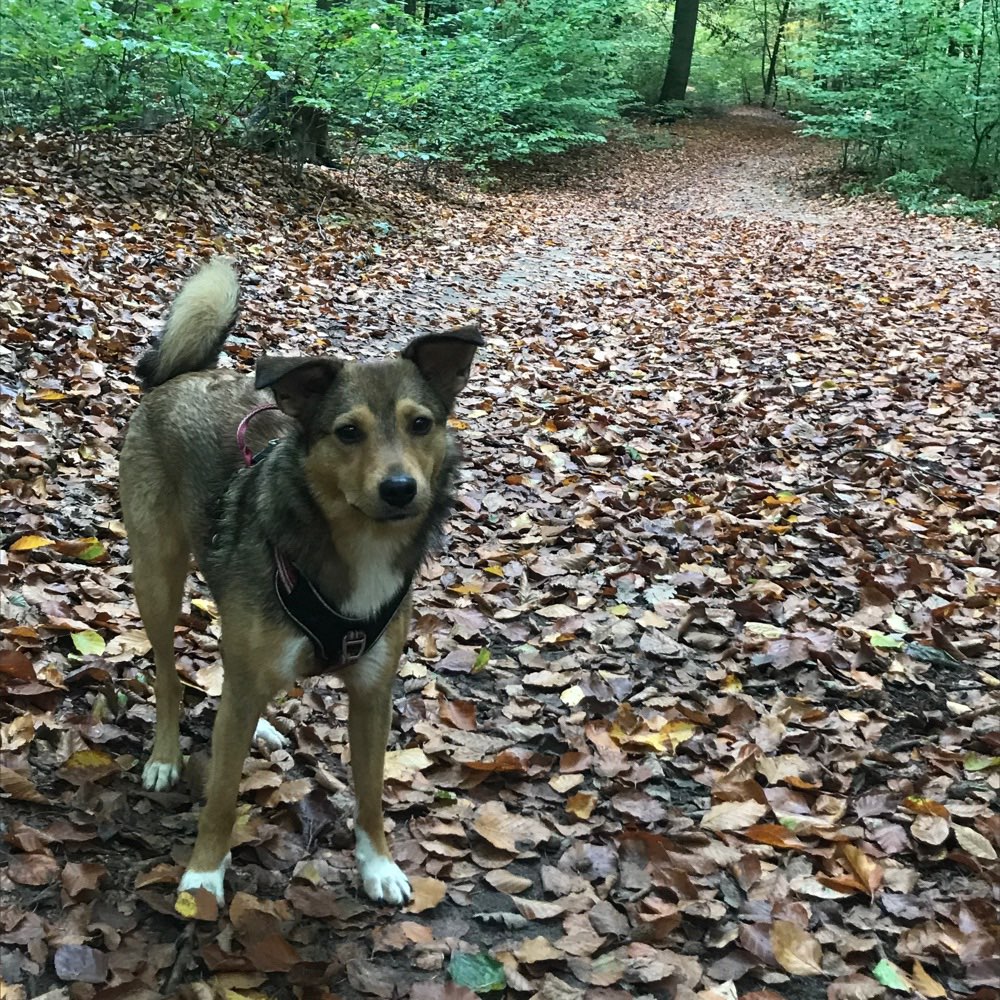 Hundetreffen-Gassi-Freunde gesucht-Profilbild