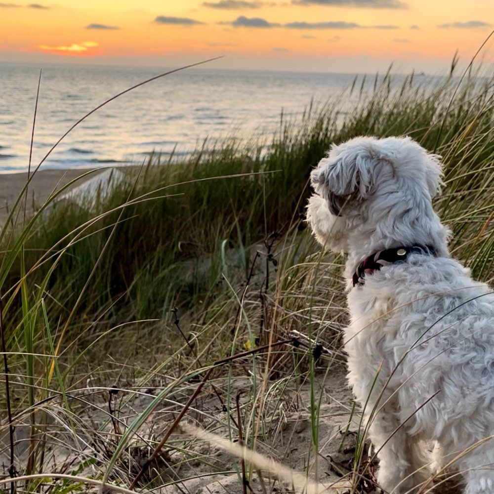 Hundetreffen-Social Walk / Spaziergang an der Leine-Profilbild