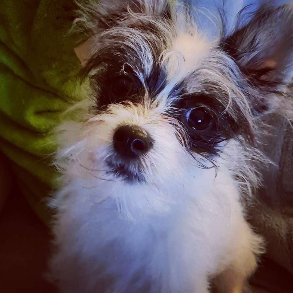 Hundetreffen-Welpen treffen-Profilbild