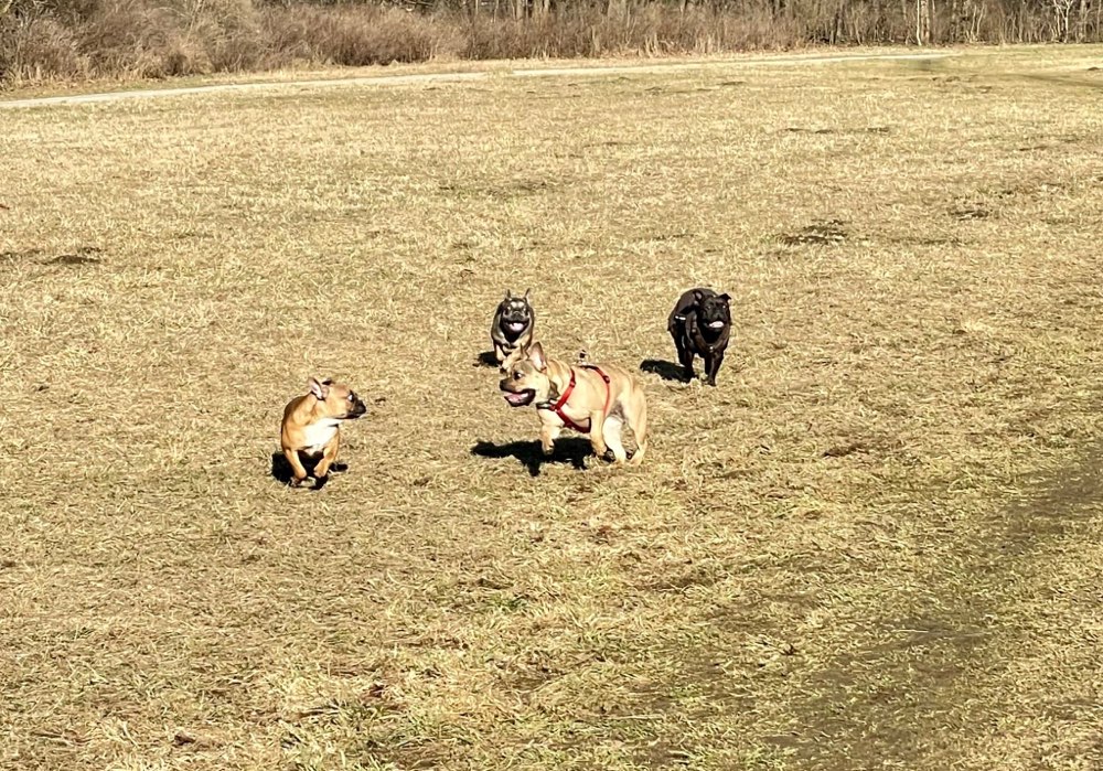 Hundetreffen-Munich Frenchie Club💚-Profilbild