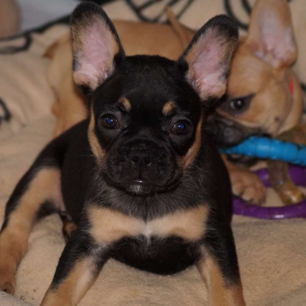 Hundetreffen-Welpen- und / oder kleine Hunde-Treff-Profilbild