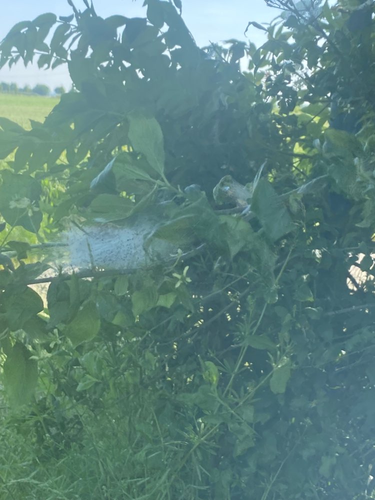 Giftköder-Eichenprozessionsspinner-Profilbild