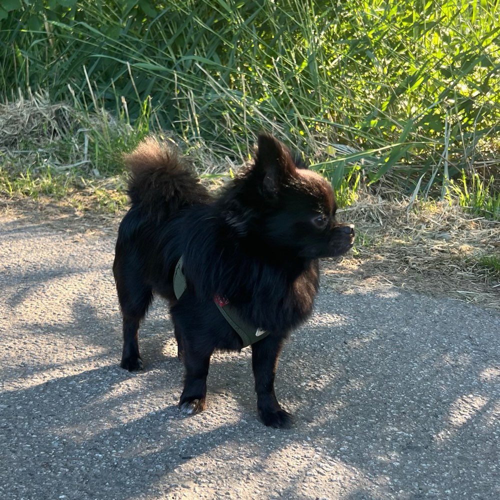 Hundetreffen-Spielfreunde-Profilbild