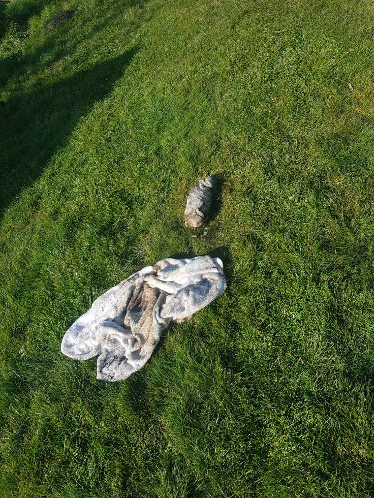 Giftköder-Toter Hund-Profilbild