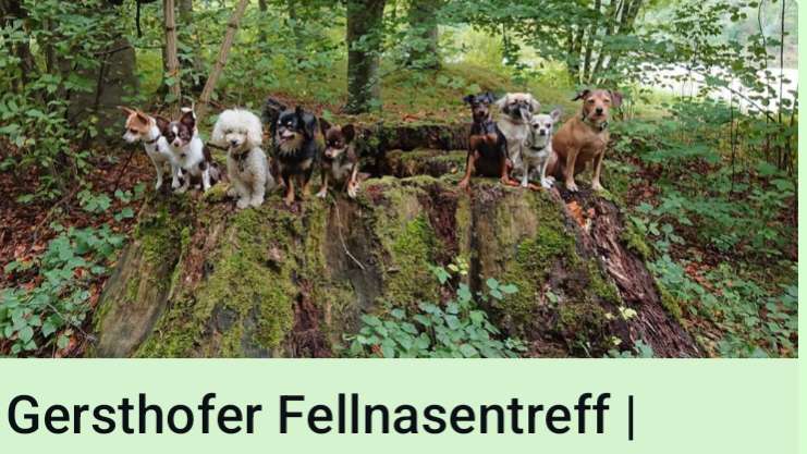 Hundetreffen-Kleinhunde - Gassitreff in Gersthofen-Profilbild