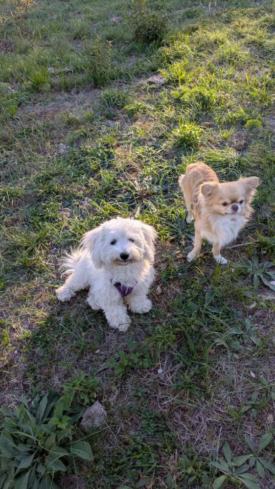 Hundetreffen-Zwergenbande Treffen 23.Oktober-Profilbild