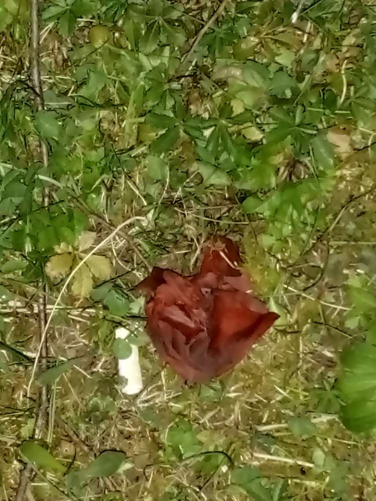 Giftköder-Wahrscheinlich Giftköder-Profilbild