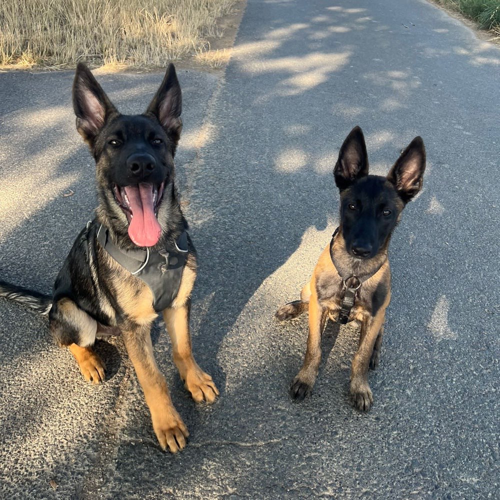 Hundetreffen-Training an der Leine-Profilbild