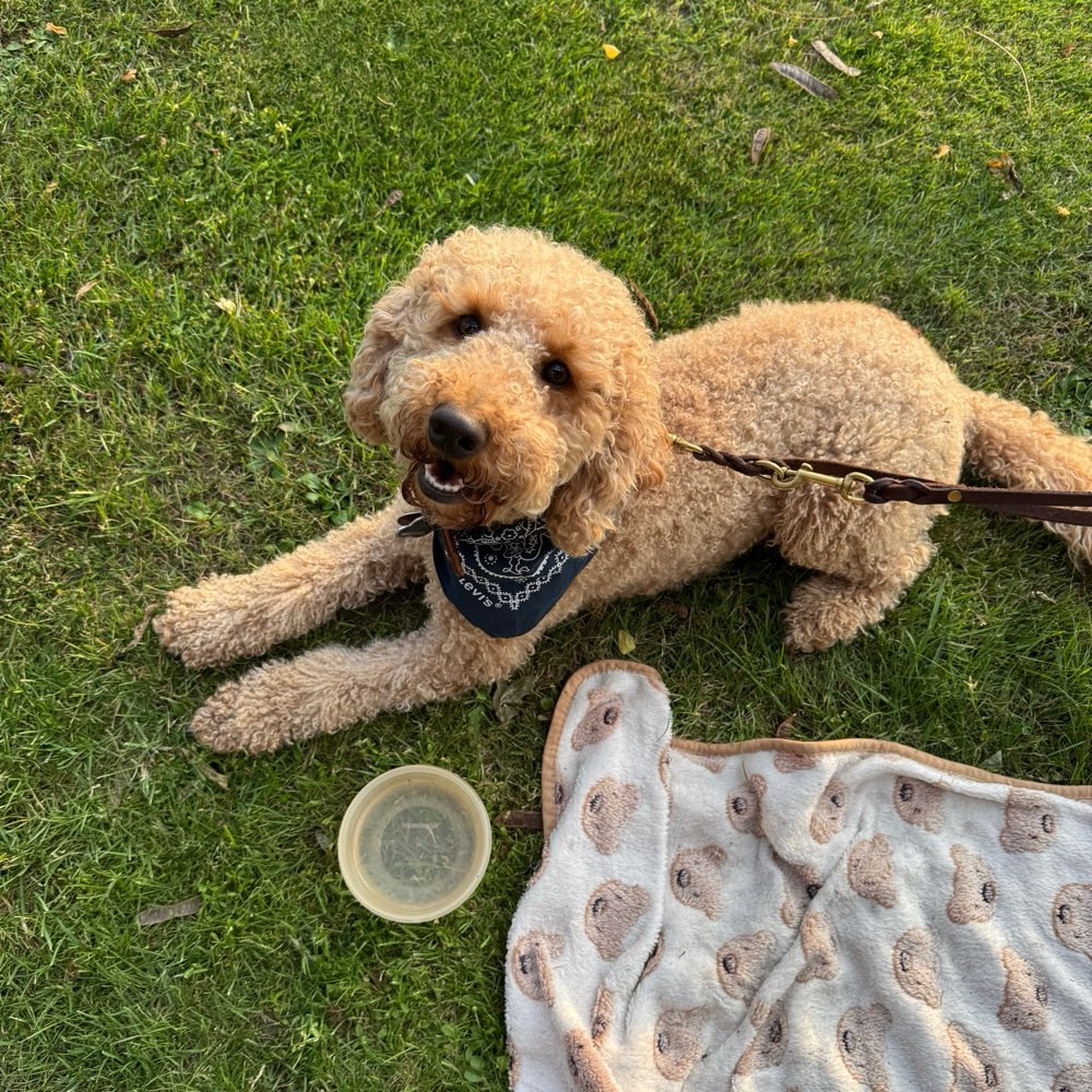 Hundetreffen-Playdate 🐾-Profilbild