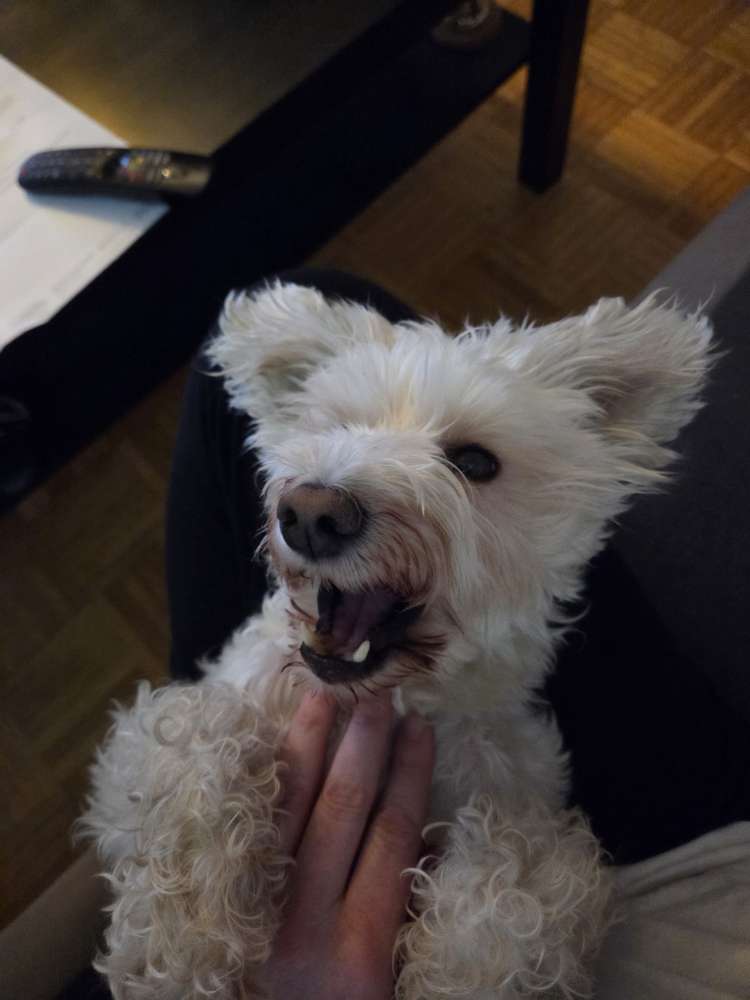 Hundetreffen-Treffen zum-Profilbild