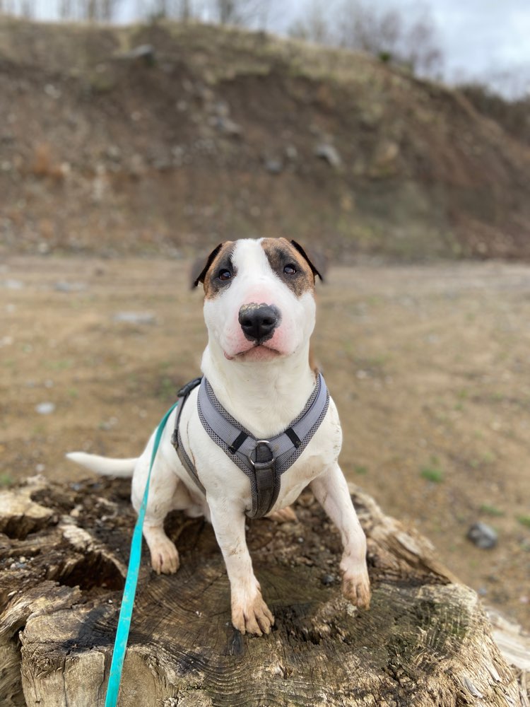 Hundetreffen-Spielen und sozialwalk training 😁-Profilbild