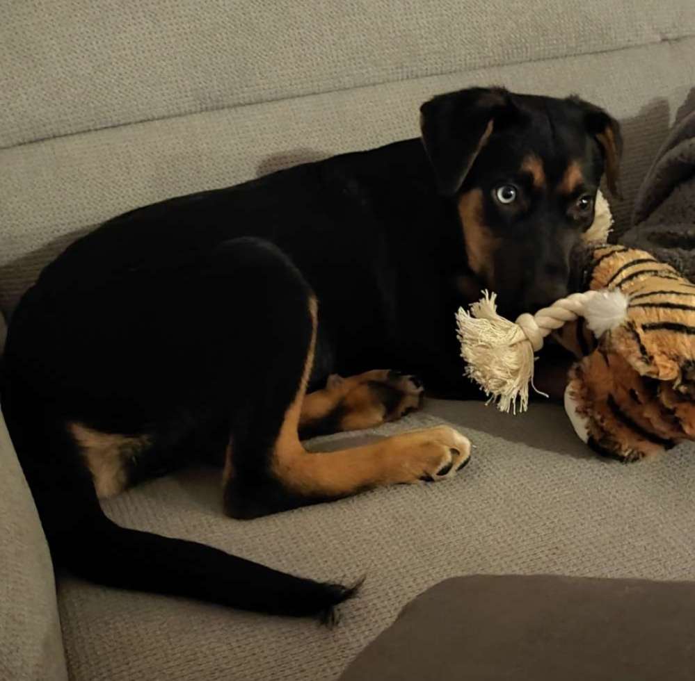 Hundetreffen-Spiel- und Gassirunden-Profilbild