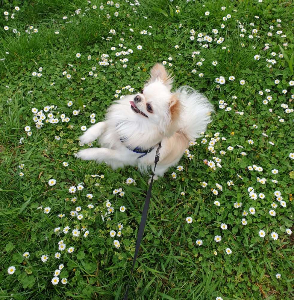 Hundetreffen-Hundetreff/ Welpentreff-Profilbild