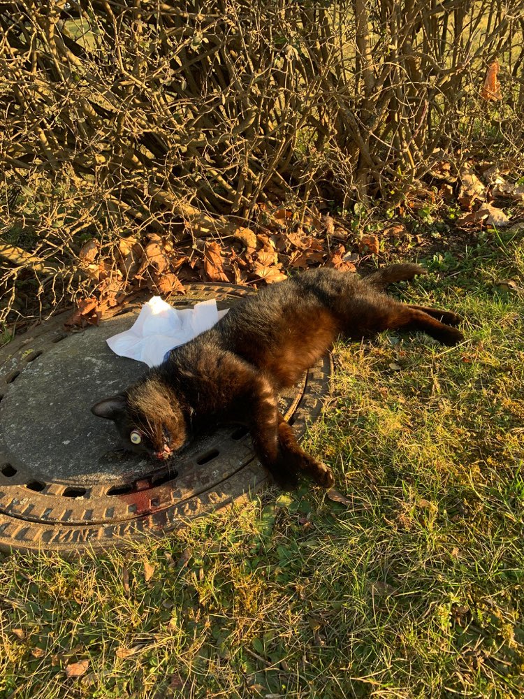 Giftköder-Tote Katze/Kater - schwarz-Profilbild
