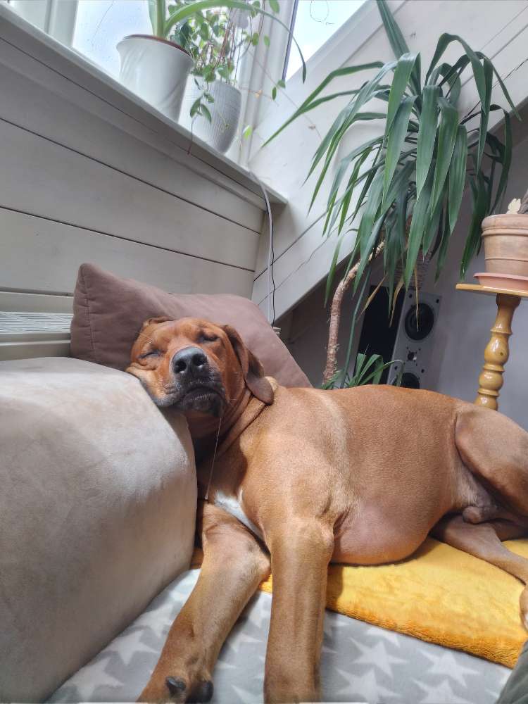 Hundetreffen-Hundetreffen auf Wiesen oder im Wald zum spielen und Spazieren-Profilbild