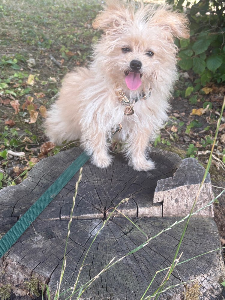 Hundetreffen-Welpentreffen-Profilbild
