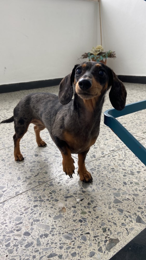 Giftköder-Vermutliche Hundeentführer Göggingen-Profilbild