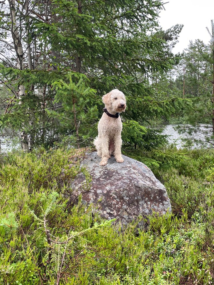 Hundetreffen-Trainingspartner gesucht-Profilbild