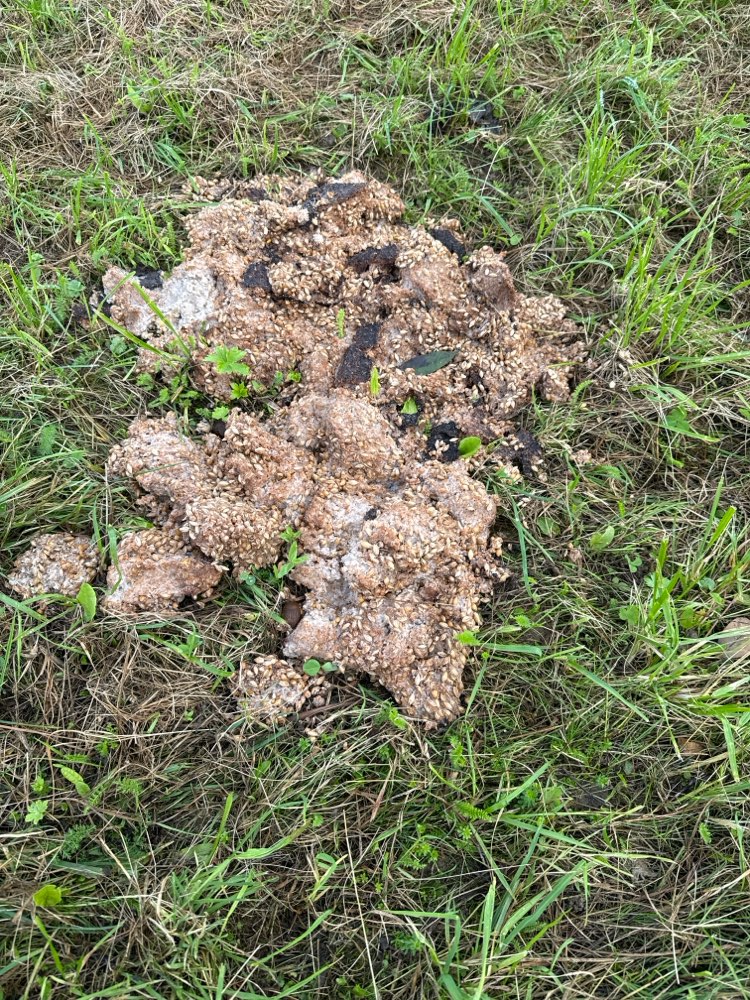 Giftköder-Mgl. Giftköder Bei Taubenzüchterverein-Profilbild