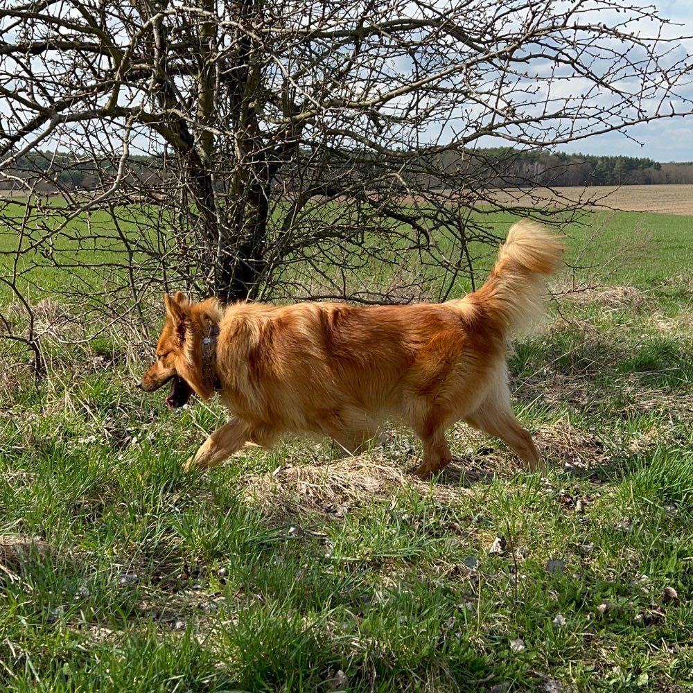 Hundetreffen-Wenn ihr Lust auf n gemeinsamen Spaziergang evtl (wenn’s passt) spielen habt, meldet euch bitte .-Profilbild