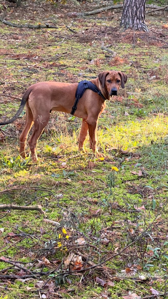 Hundetreffen-Spielgefährten gesucht 🥰-Profilbild
