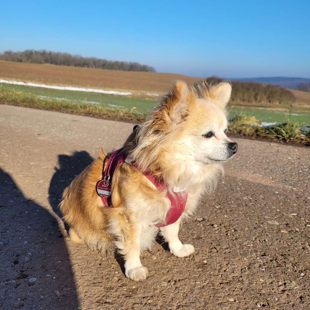 Hundetreffen-Chihuahua und Kleinhunde gemeinsame Spaziergänge-Profilbild